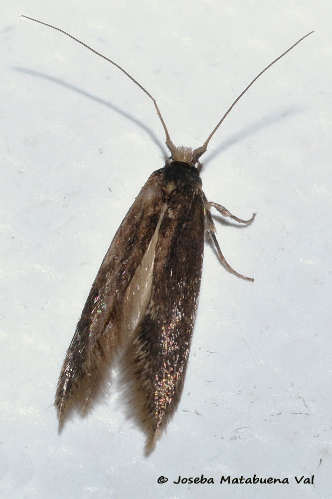 Eteroceri del mese di aprile, dal confino